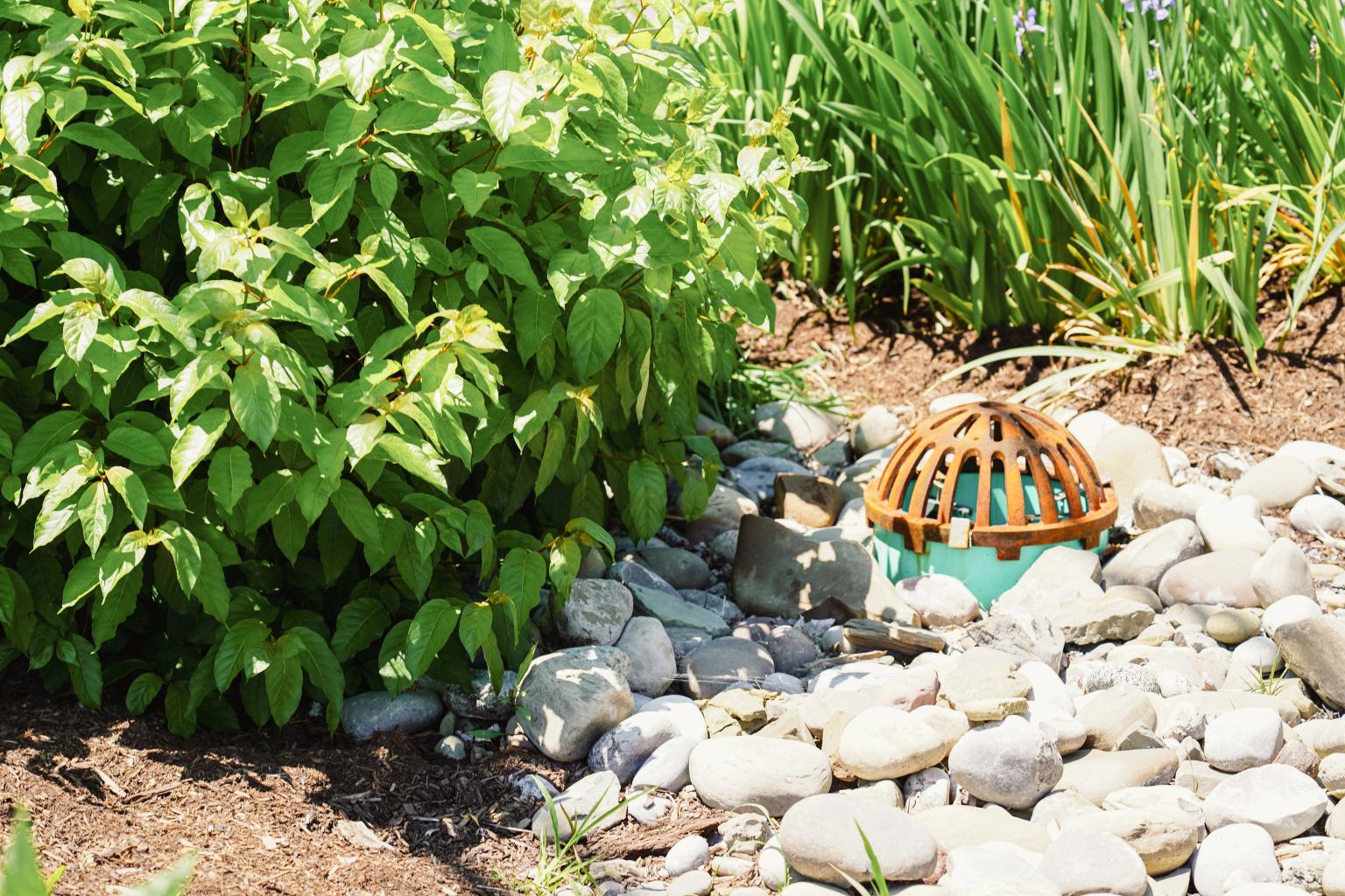 Stormwater Gardens: Dundee, New York